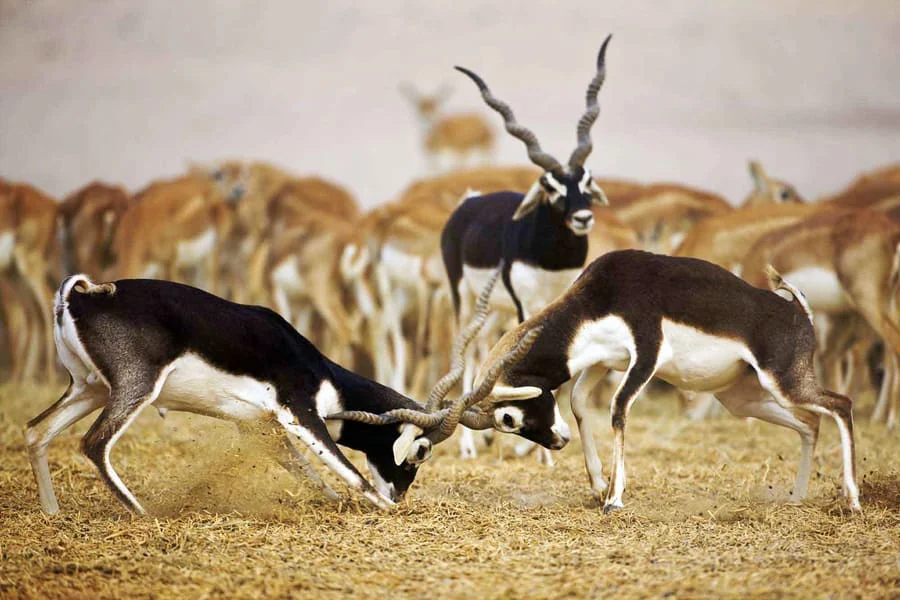 Bishnoi Village Safari Jodhpur